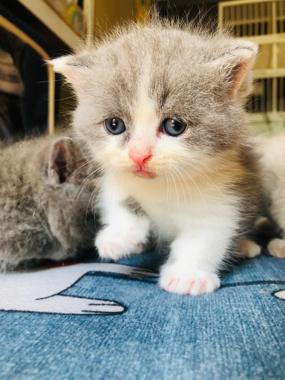 ZACK - Munchkin British Short Hair