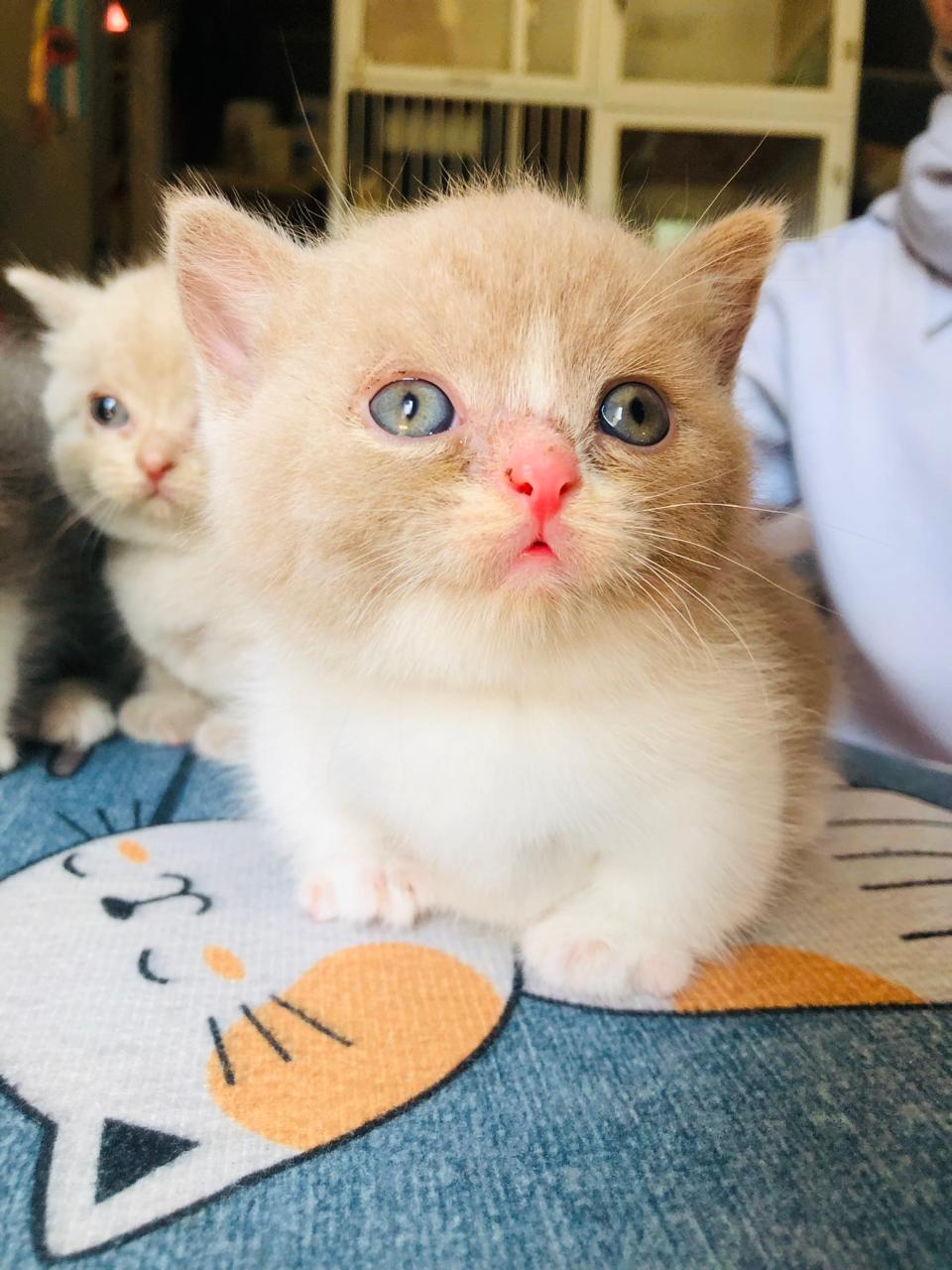 ZOE - Munchkin British Short Hair